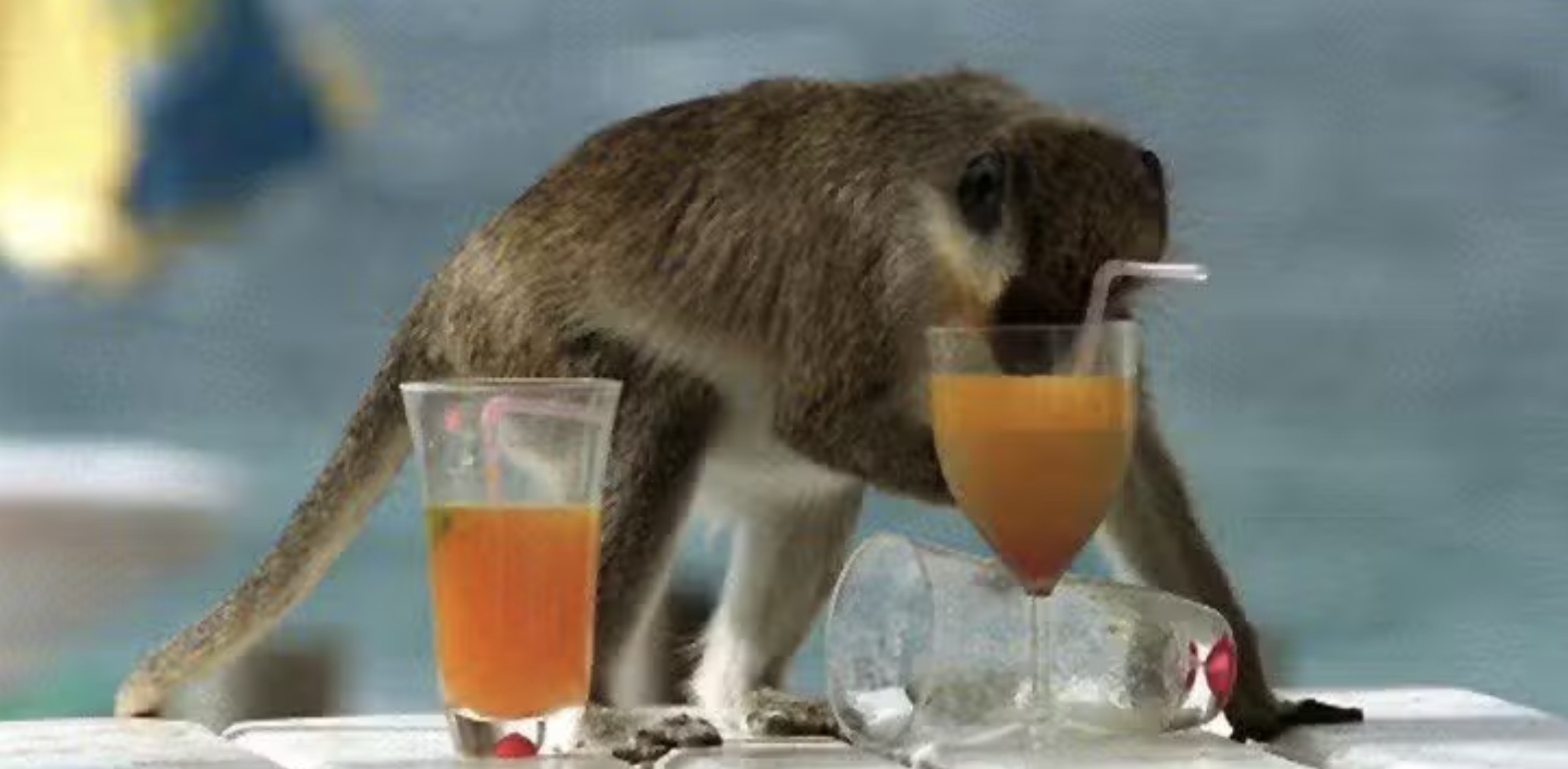 vervet monkey alcohol